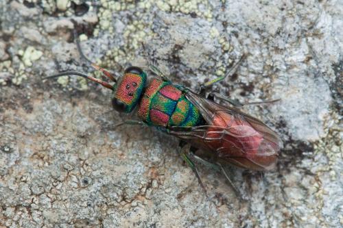 Chrysura hybrida